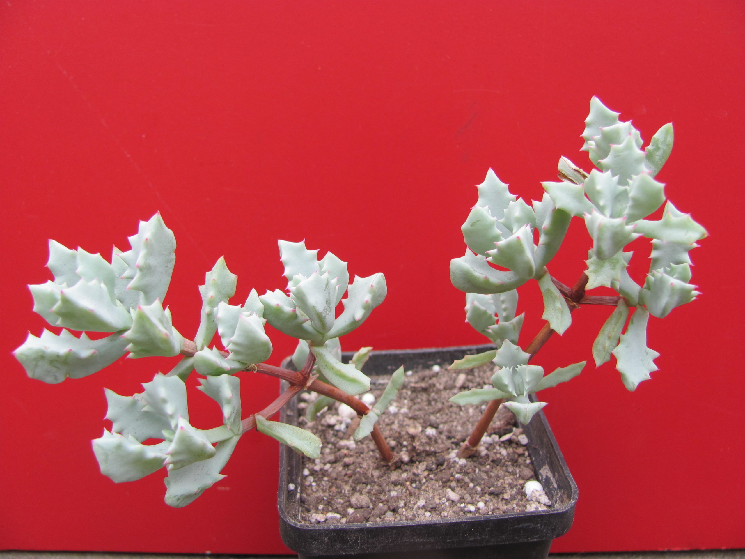Oscularia deltoides