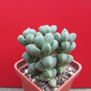 Corpuscularia  lehmannii  4 разом