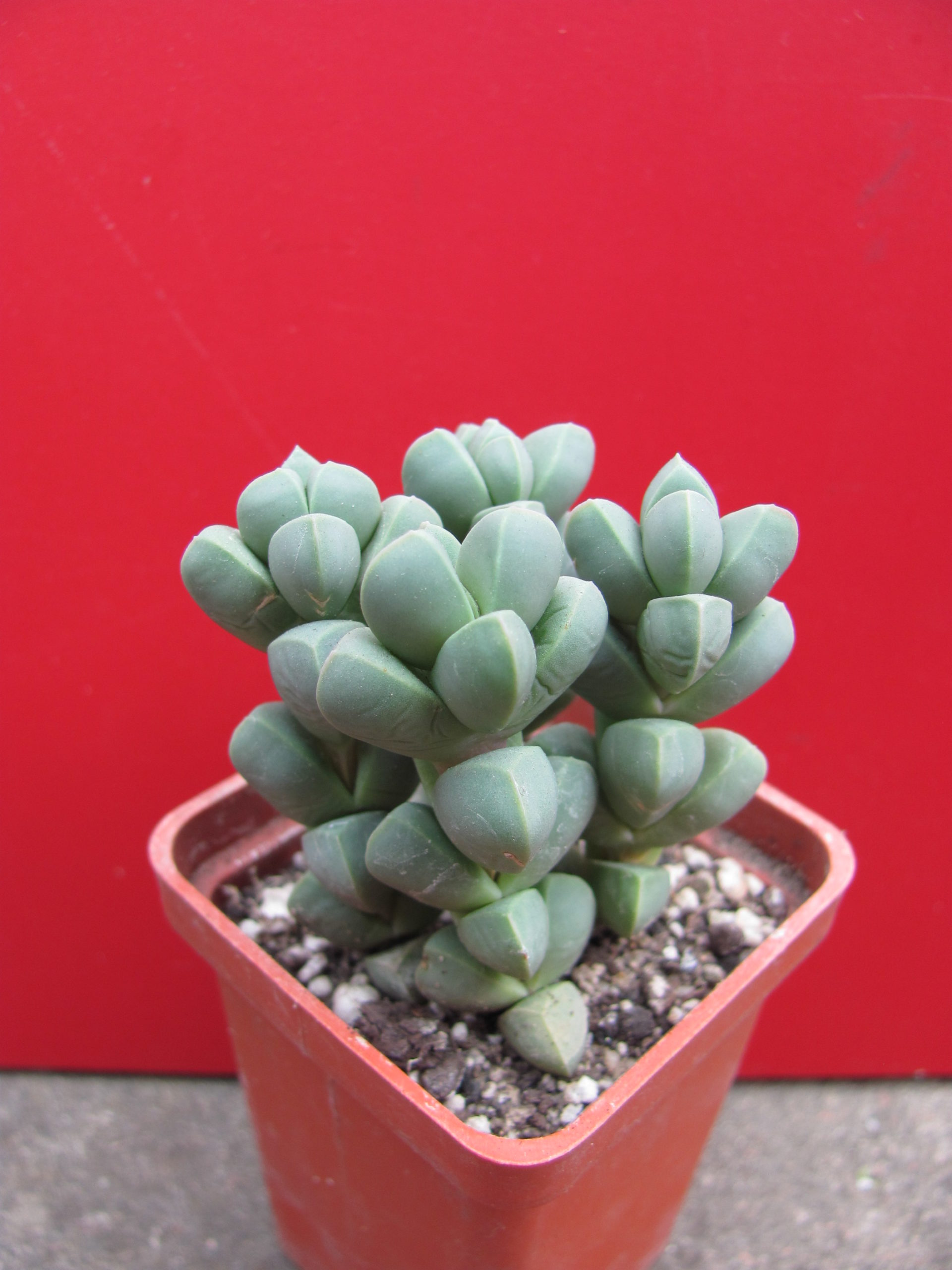 Corpuscularia  lehmannii  4 разом