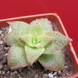 Crassula   hybr.