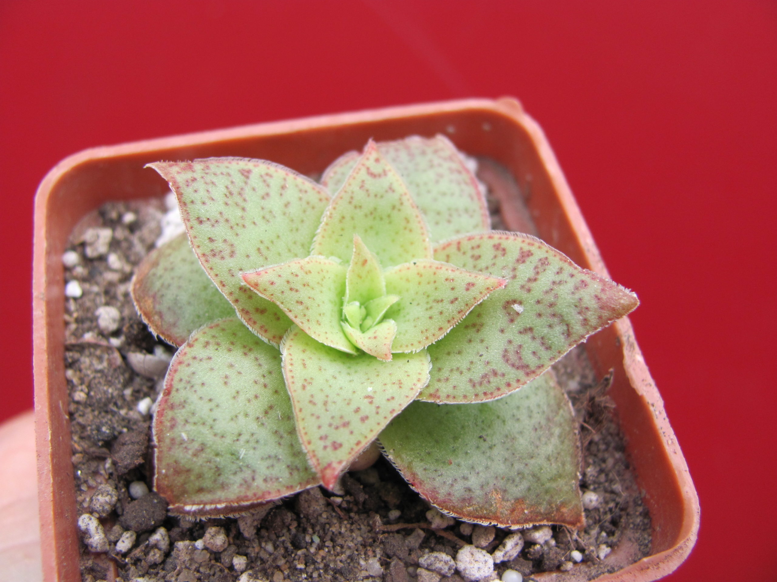 Crassula hybr.