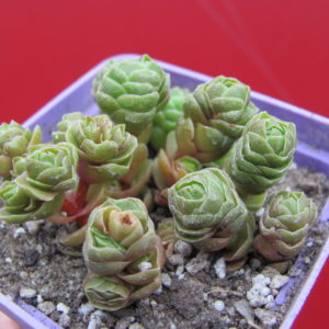 Crassula  Emerald