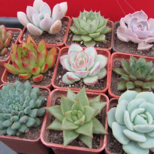 10   Echeveria разом по 50 гр