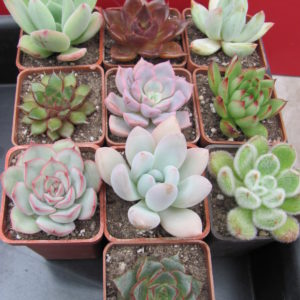 10  Echeveria разом по 50 гр.
