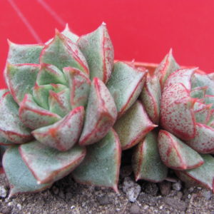 Echeveria  purpusorum  hybr.