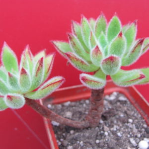 Echeveria   Set Oliver