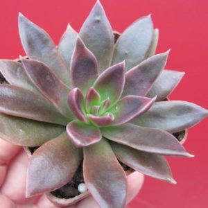 Echeveria  Serrana
