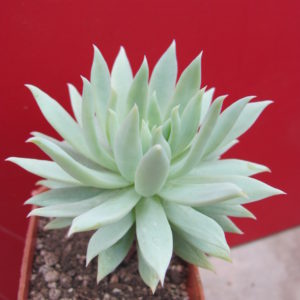 Dudleya  farinosa