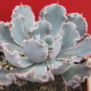 Echeveria   *Curly Pearl*