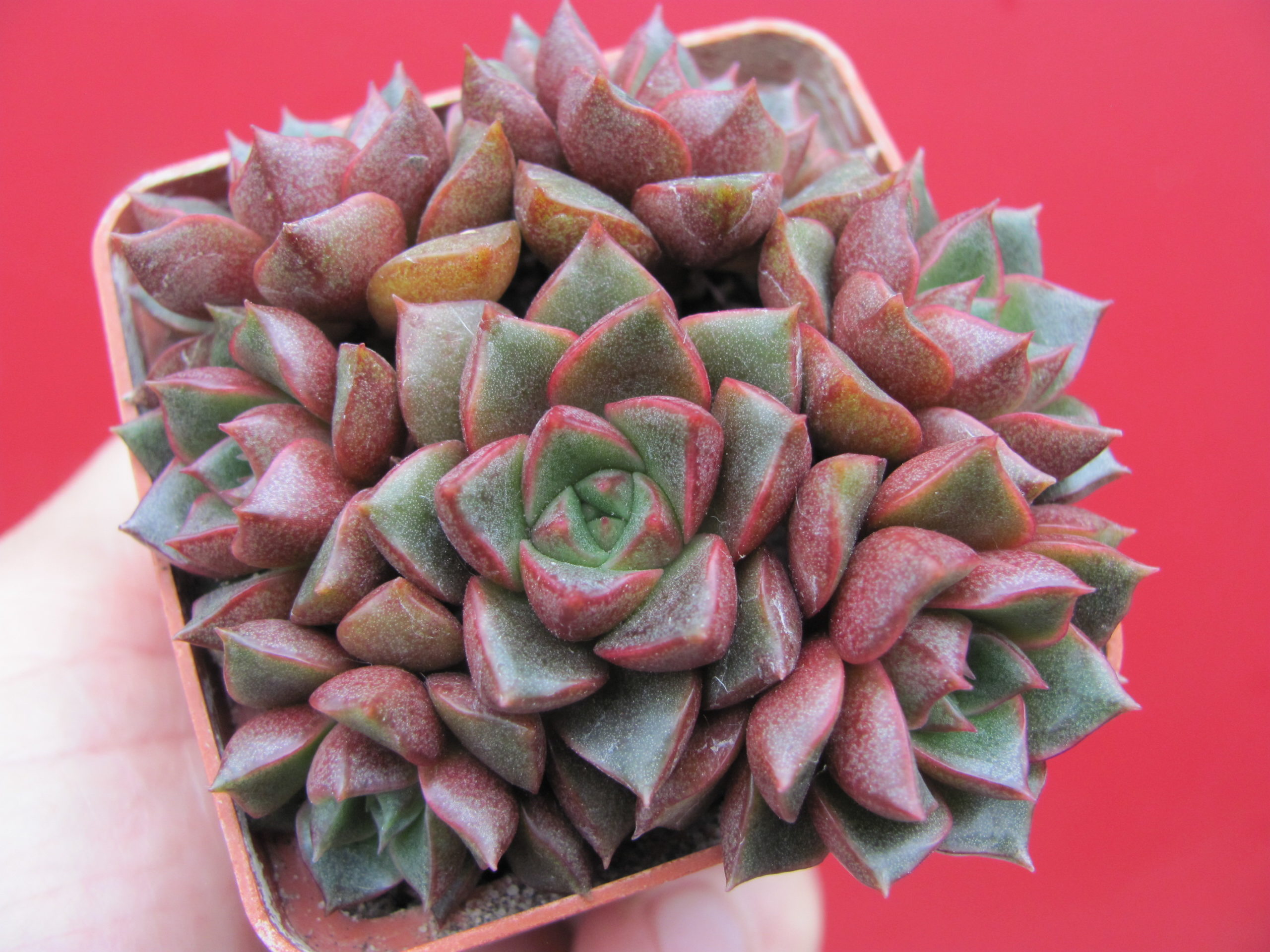 Echeveria  purpusorum Red