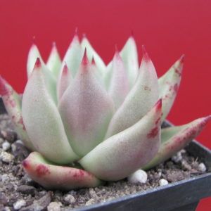 Echeveria   Romeo  x  Rubin