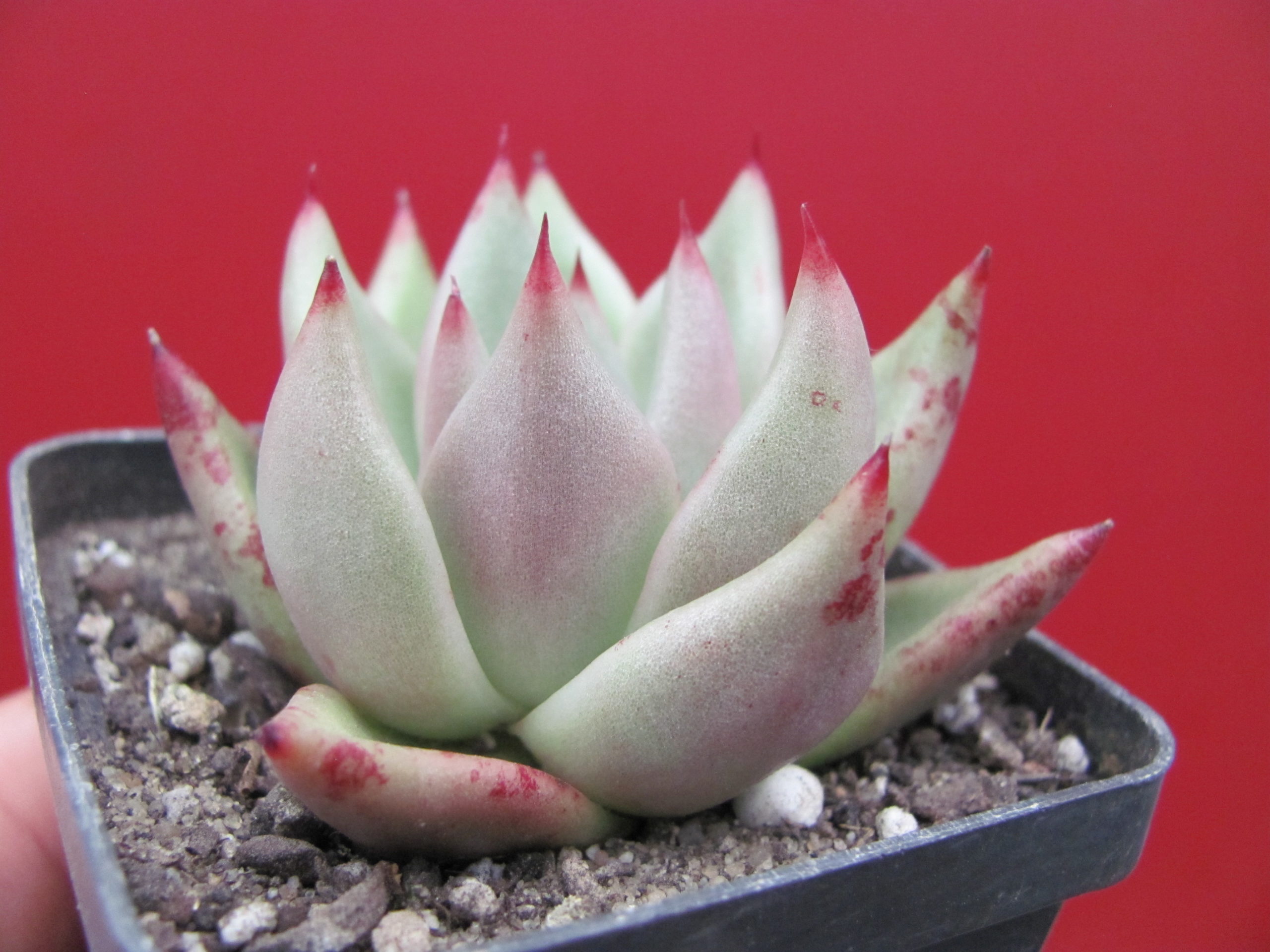 Echeveria   Romeo  x  Rubin