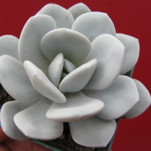 Echeveria  laui