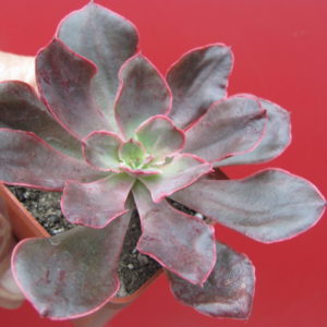 Echeveria  Red Prince