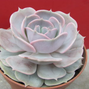 Echeveria   lilacina  x  Debbie
