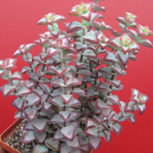 Crassula   perforata   *Aiboshi*