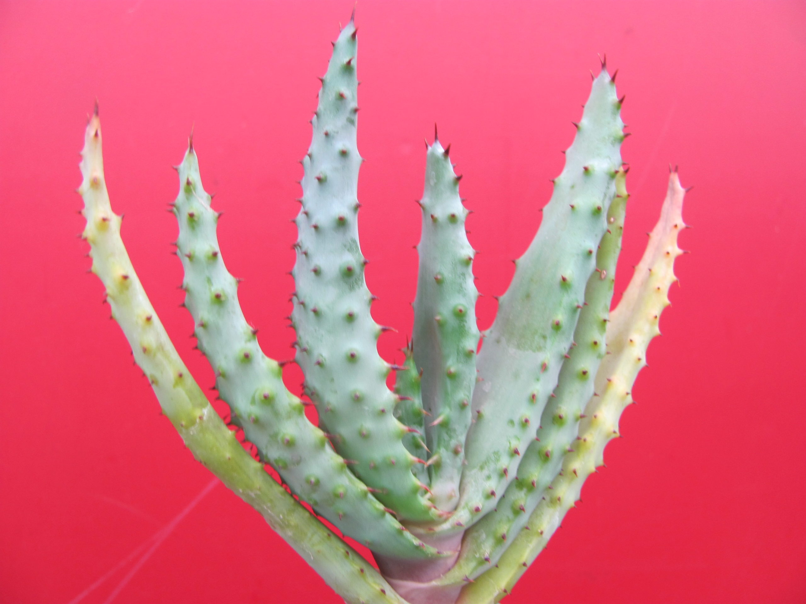 Aloe marlotii