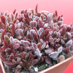 Crassula  pubescens