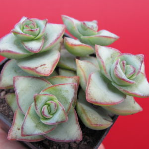 Crassula  perforata   *String of Buttons*   4 разом