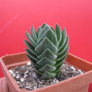 Crassula  Buddhas Temple
