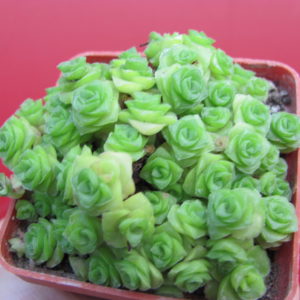 Crassula  socialis