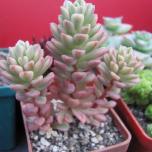 Sedum  *Jouce Tulloch*  variegata