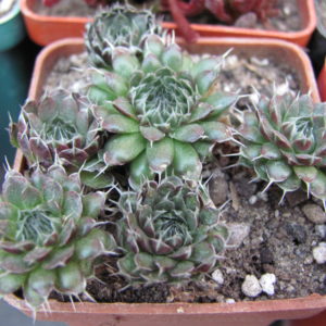 Orostachys   spinosus