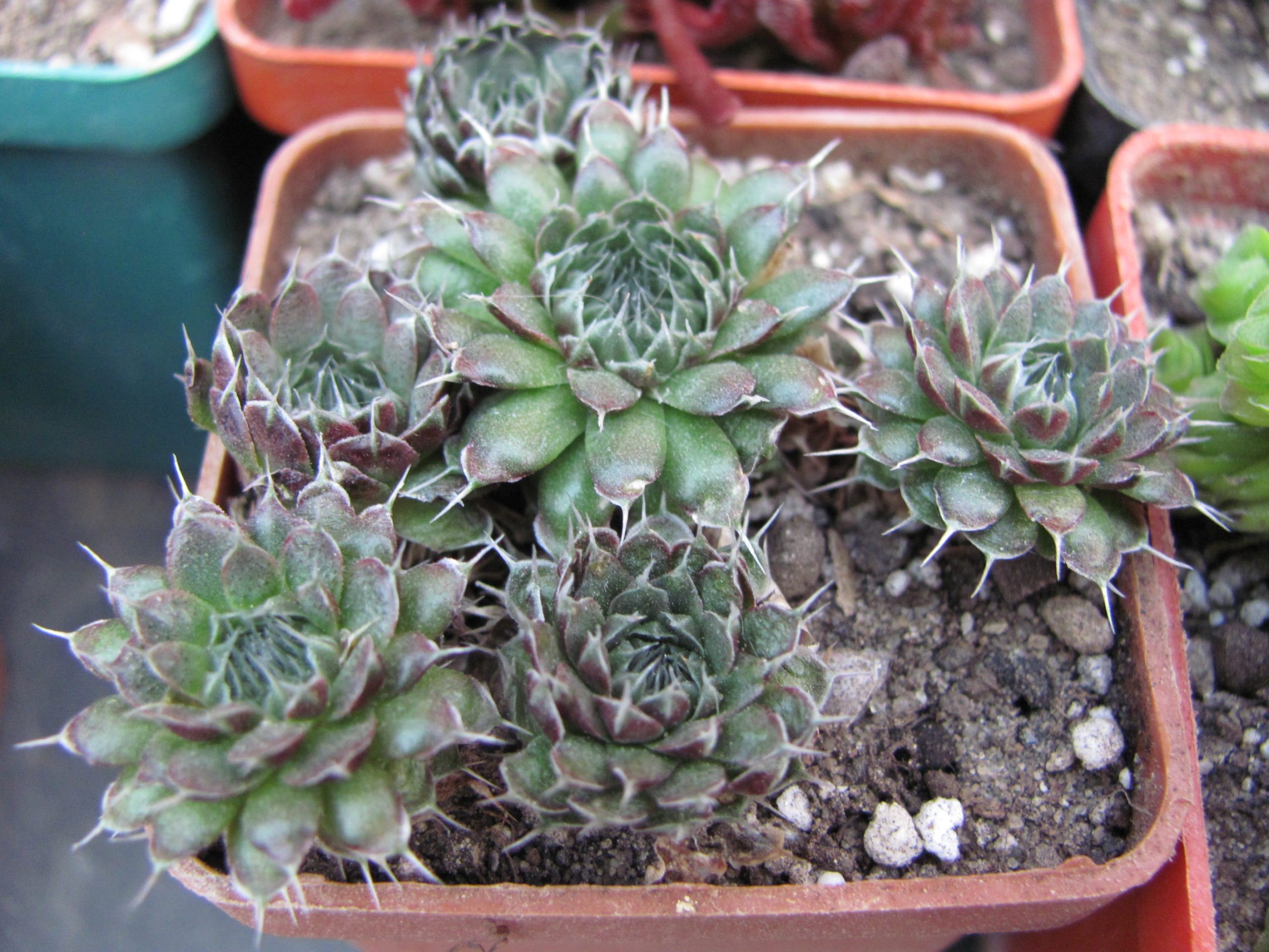 Orostachys   spinosus