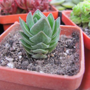 Crassula   Buddhas Temple
