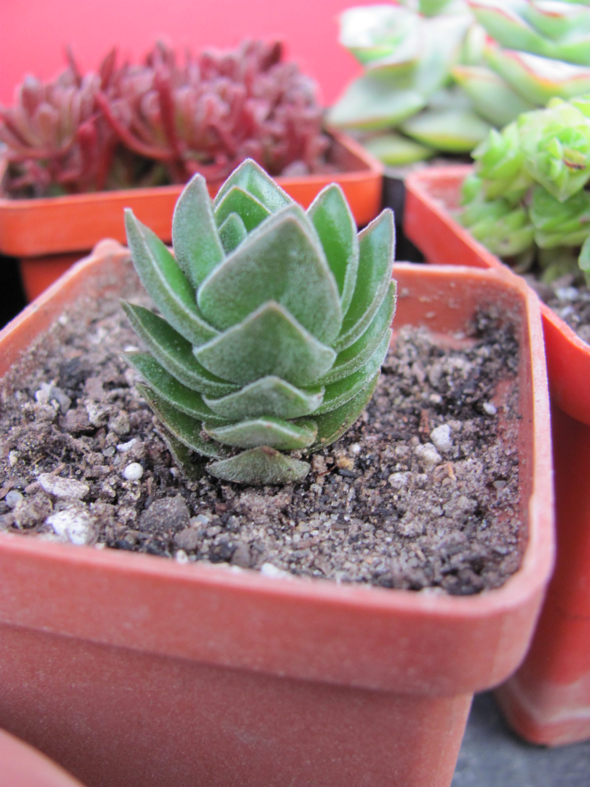 Crassula   Buddhas Temple