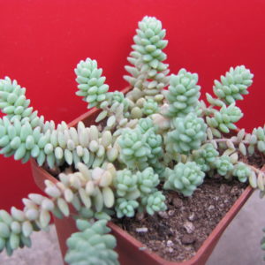 Sedum  dasyphyllum   *Major*