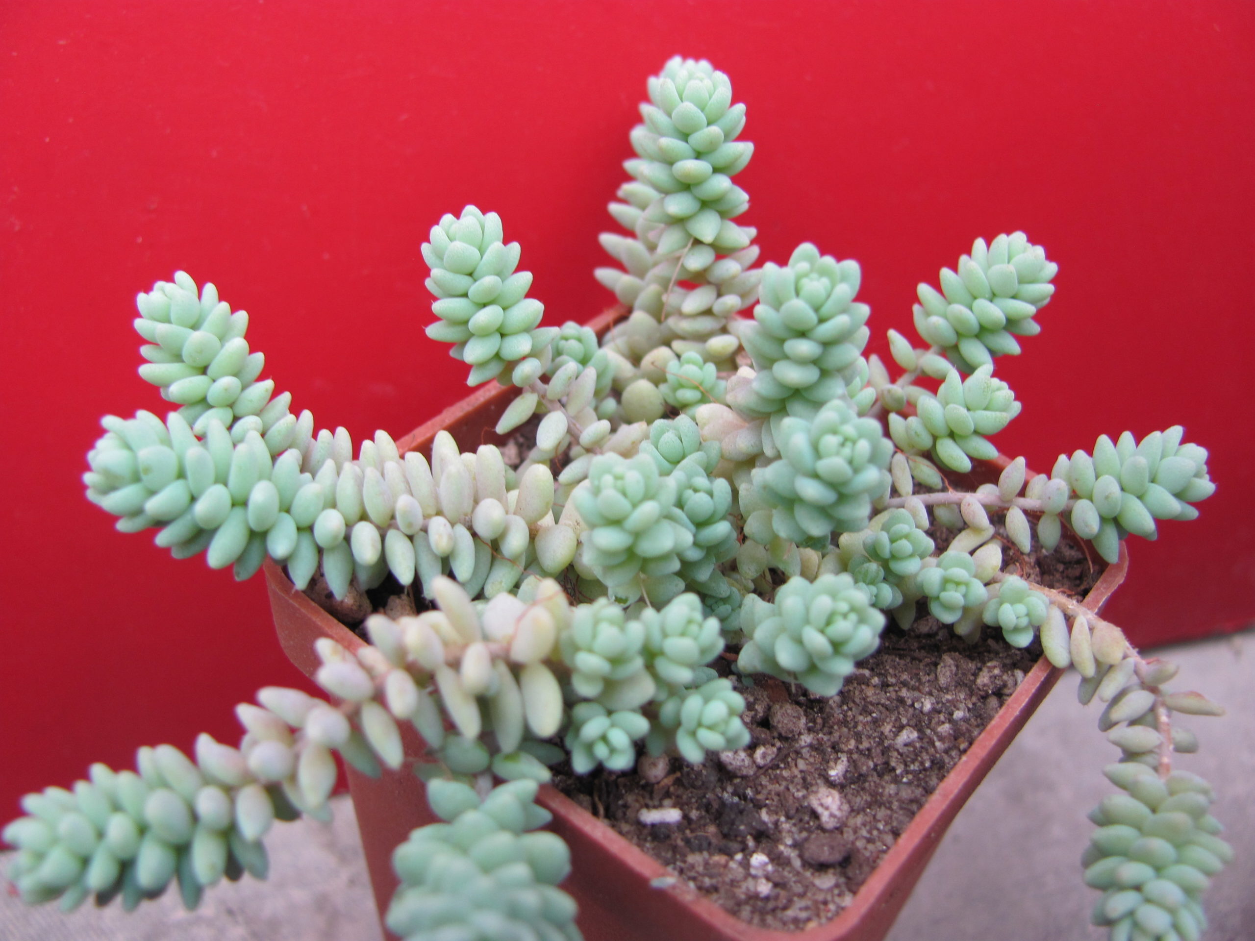 Sedum  dasyphyllum   *Major*