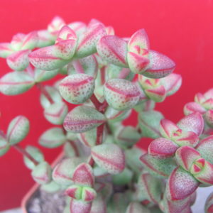 Crassula  laginosa