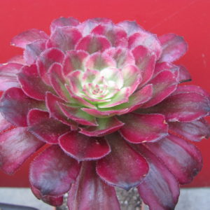Aeonium  Mardi Gras