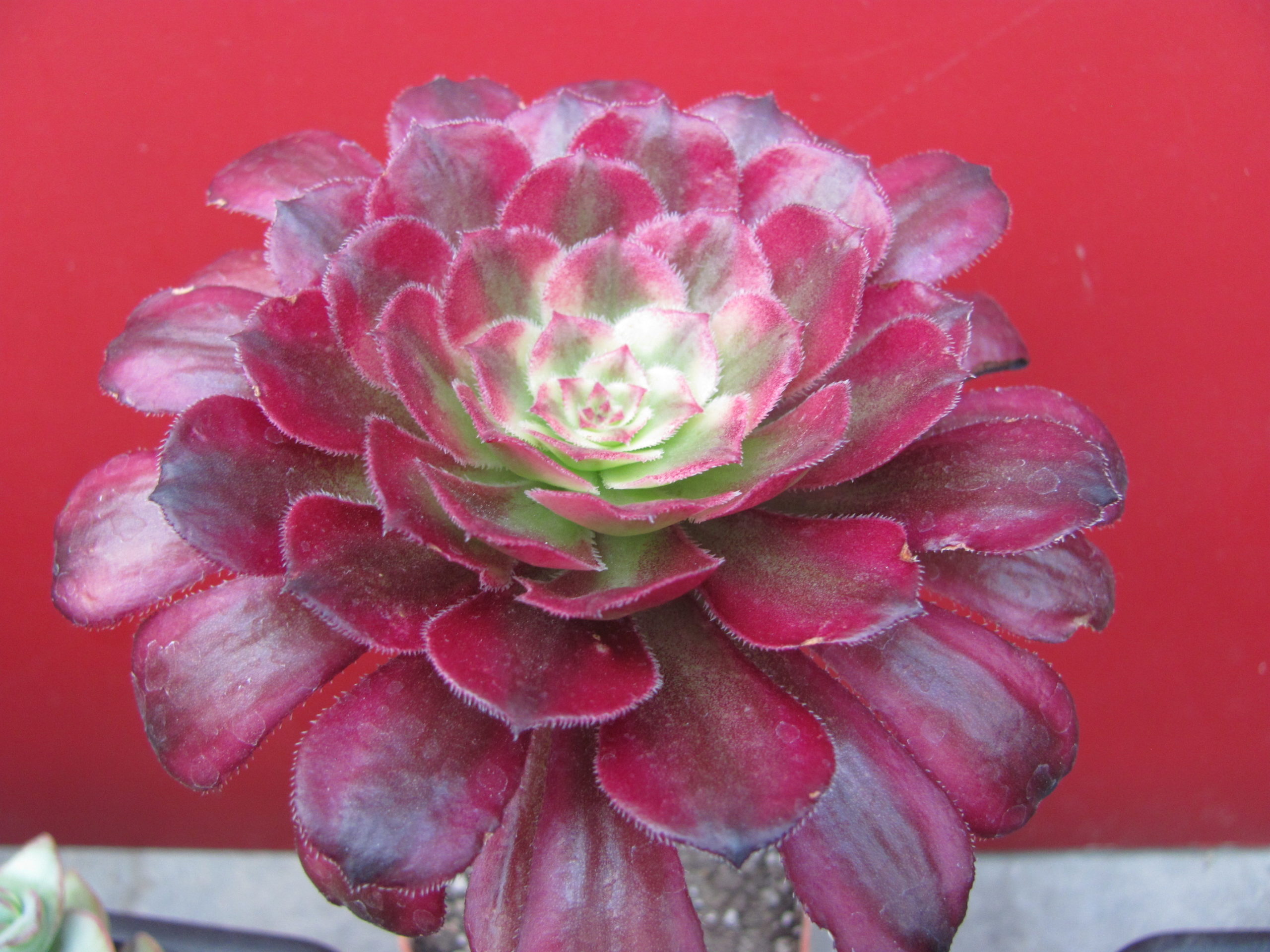 Aeonium  Mardi Gras