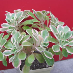Aeonium  domesticum  variegata