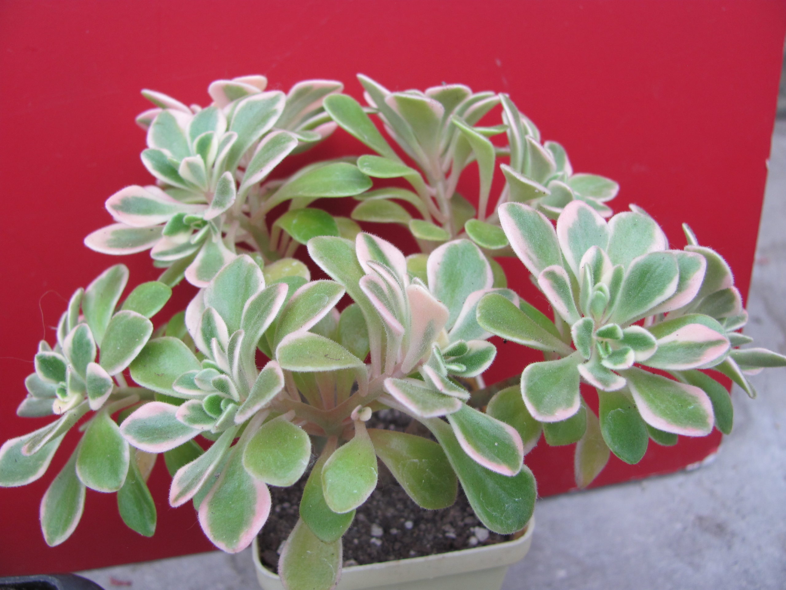Aeonium  domesticum  variegata