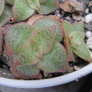 Crassula