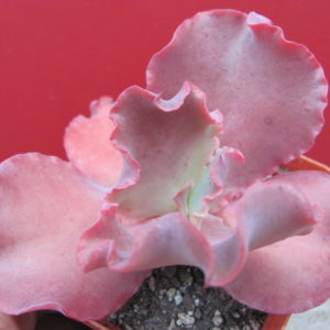 Echeveria Silveron Red