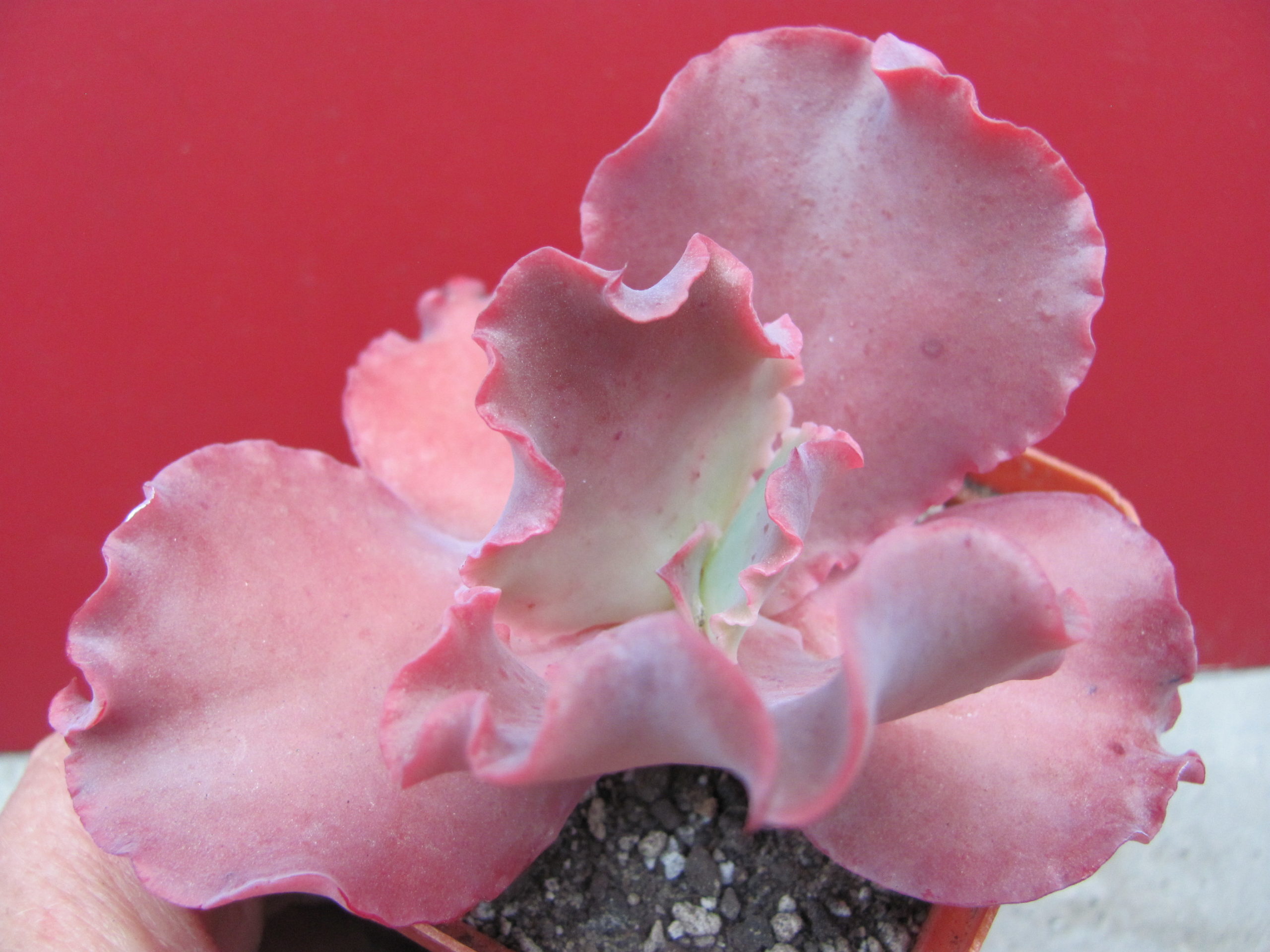 Echeveria Silveron Red