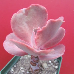 Echeveria  Bittersweet