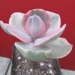 Echeveria Metallica  Decora