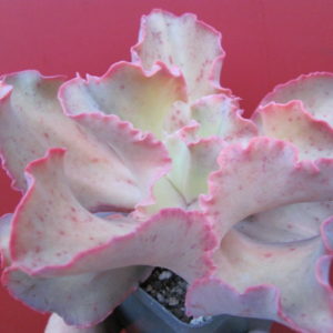 Echeveria    hybr.