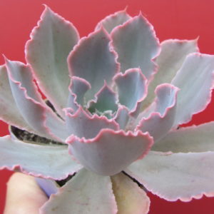 Echeveria   Neon  Breakers