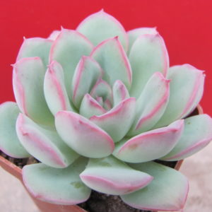 Echeveria    Hercules