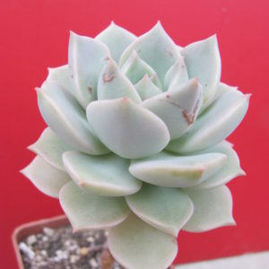 Echeveria   titubans