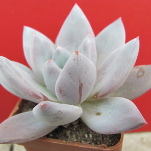 Echeveria   Brumes