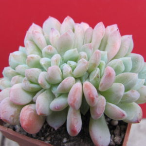 Echeveria    glauca  cristata