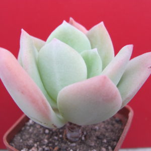 Echeveria   pulvinata   hybr.