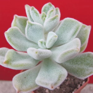 Echeveria   Frosty